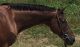 Swedish Warmblood Horses for sale in Tempe, AZ, USA. price: NA