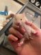 Syrian Hamster Rodents for sale in 15 MacArthur Pl, Santa Ana, CA 92707, USA. price: NA