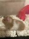 Syrian Hamster Rodents for sale in Summerville, SC, USA. price: NA