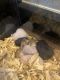 Syrian Hamster Rodents for sale in Hillsdale, MI 49242, USA. price: NA