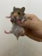 Syrian Hamster Rodents for sale in Midwood, Brooklyn, NY, USA. price: NA
