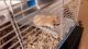 Syrian Hamster Rodents for sale in Glen Burnie, MD, USA. price: NA