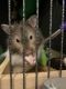 Syrian Hamster Rodents for sale in Florence, AL, USA. price: NA