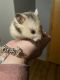 Syrian Hamster Rodents for sale in Holland, MI 49423, USA. price: NA