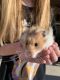 Syrian Hamster Rodents for sale in Chandler, AZ, USA. price: $30