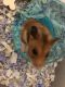 Syrian Hamster Rodents for sale in Norwood, MA, USA. price: NA