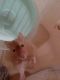 Syrian Hamster Rodents for sale in Hilton, NY 14468, USA. price: NA