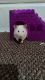 Syrian Hamster Rodents for sale in Golden, CO, USA. price: NA
