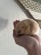 Syrian Hamster Rodents for sale in Bloomfield, NM 87413, USA. price: $20