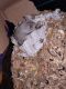 Syrian Hamster Rodents for sale in Hornell, NY 14843, USA. price: $15