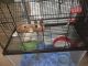 Syrian Hamster Rodents for sale in Charlotte, NC, USA. price: $100