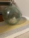 Syrian Hamster Rodents for sale in Logan, UT, USA. price: NA