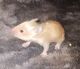 Syrian Hamster Rodents