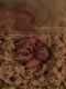 Syrian Hamster Rodents for sale in Woodstock, GA, USA. price: NA
