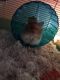 Syrian Hamster Rodents for sale in Painesville, OH 44077, USA. price: NA