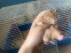 Syrian Hamster Rodents for sale in Abingdon, MD, USA. price: NA