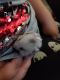 Syrian Hamster Rodents for sale in Bemidji, MN 56601, USA. price: $15
