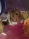 Syrian Hamster Rodents for sale in Ozark, MO, USA. price: NA