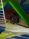 Syrian Hamster Rodents for sale in Nanty-Glo, PA 15943, USA. price: NA