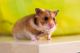 Syrian Hamster Rodents for sale in Portland, OR, USA. price: NA