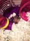 Syrian Hamster Rodents for sale in Fresno, TX, USA. price: NA