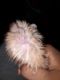 Syrian Hamster Rodents for sale in Durham, NC, USA. price: $30
