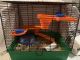 Syrian Hamster Rodents for sale in Bridgeport, CT, USA. price: NA
