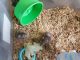 Syrian Hamster Rodents for sale in Slinger, WI, USA. price: NA