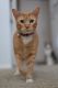 Tabby Cats for sale in Pismo Beach, CA 93449, USA. price: NA