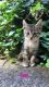 Tabby Cats for sale in Portland, OR, USA. price: NA