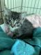 Tabby Cats for sale in 834 Mallside Forest Court, Charlottesville, VA 22901, USA. price: NA
