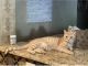 Tabby Cats for sale in Argyle, TX 76226, USA. price: NA
