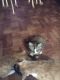 Tabby Cats for sale in Philadelphia, PA, USA. price: $260