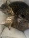 Tabby Cats for sale in Union City, GA 30291, USA. price: $400