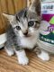 Tabby Cats for sale in New Orleans, LA, USA. price: NA