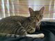 Tabby Cats for sale in Amarillo, TX, USA. price: NA