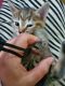 Tabby Cats for sale in Dearborn, MI, USA. price: $200