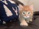 Tabby Cats for sale in Ontario, CA, USA. price: $200