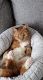 Tabby Cats for sale in Stamford, CT, USA. price: NA