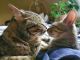 Tabby Cats for sale in Oceanside, CA, USA. price: NA