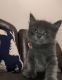 Tabby Cats for sale in Ontario, CA, USA. price: $150
