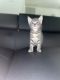 Tabby Cats for sale in Margate, FL, USA. price: NA