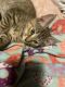 Tabby Cats for sale in Shelby, NC, USA. price: NA