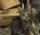 Tabby Cats for sale in Pittsburgh, PA, USA. price: $75