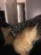 Tabby Cats for sale in LaBelle, FL 33935, USA. price: NA