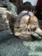 Tabby Cats for sale in Spanaway, WA, USA. price: NA