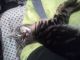 Tabby Cats for sale in Federal Way, WA 98003, USA. price: $160