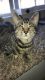 Tabby Cats for sale in 630 SE Yamhill St, Portland, OR 97214, USA. price: $400