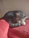 Tabby Cats for sale in Norfolk, VA 23503, USA. price: NA
