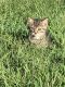 Tabby Cats for sale in Monroe, NC, USA. price: $5
